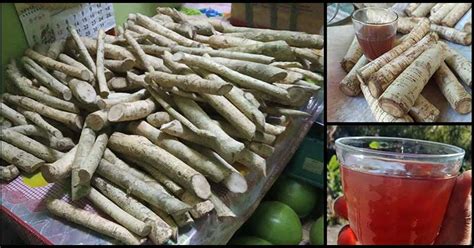 Alingatong Roots: An Effective Natural Remedy For Enlarged Prostate.